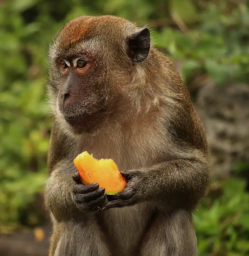 monkey having a mango snack