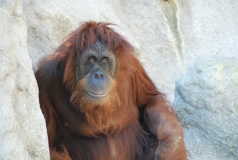 Monkey Jungle in South Miami Dade County