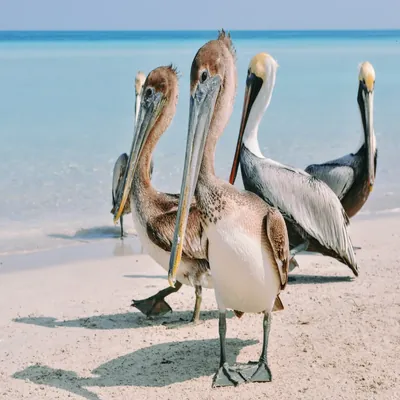 Pelican on the beach. Photo by Bodega.